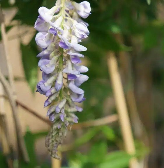 Pépinières Français PF_Glycine-d Glycine d'Amérique 'Magnifica' - wisteria frutescens