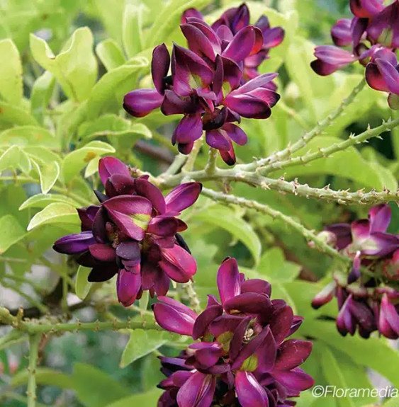 Pépinières Français PF_Glycine-d1 Glycine d'été - millettia japonica satsuma