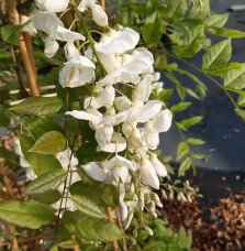 Pépinières Français PF_Glycine-de Glycine de Chine 'Alba' - wisteria sinensis