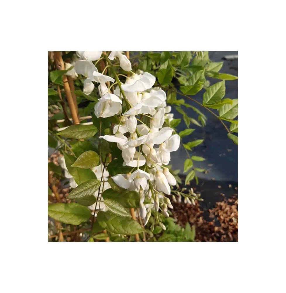 Pépinières Français PF_Glycine-de Glycine de Chine 'Alba' - wisteria sinensis
