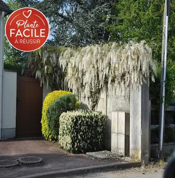 Pépinières Français PF_Glycine-de Glycine de Chine 'Alba' - wisteria sinensis