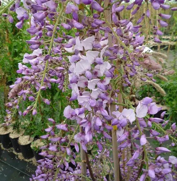 Pépinières Français PF_Glycine-de03 Glycine de Chine 'Caroline' - wisteria sinensis