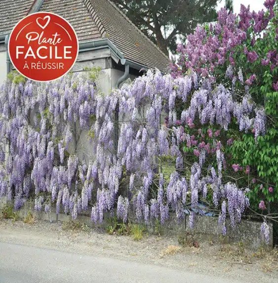 Pépinières Français PF_Glycine-de9 Glycine de Chine 'Prolific' - wisteria sinensis