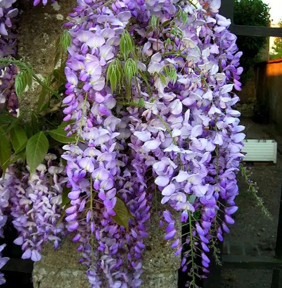 Pépinières Français PF_Glycine-de3 Glycine de Chine bleue - wisteria sinensis