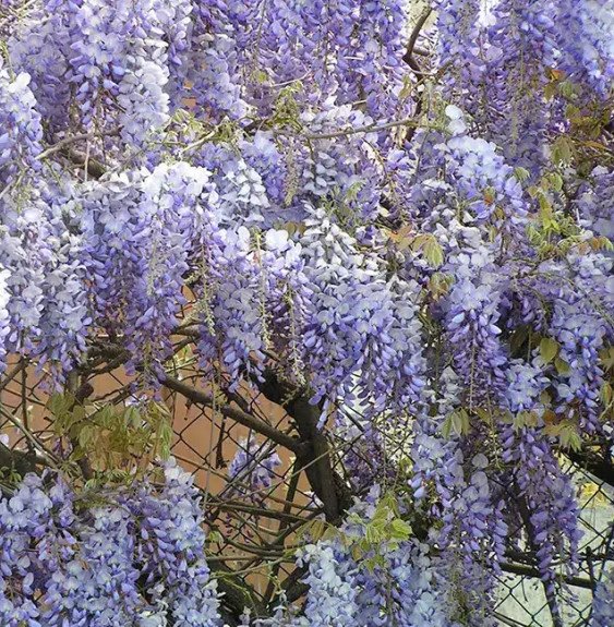 Pépinières Français PF_Glycine-de3 Glycine de Chine bleue - wisteria sinensis