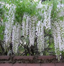 Pépinières Français PF_Glycine-du Glycine du Japon 'Alba' - wisteria floribunda