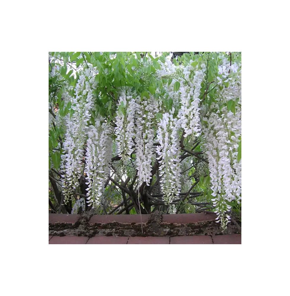 Pépinières Français PF_Glycine-du Glycine du Japon 'Alba' - wisteria floribunda