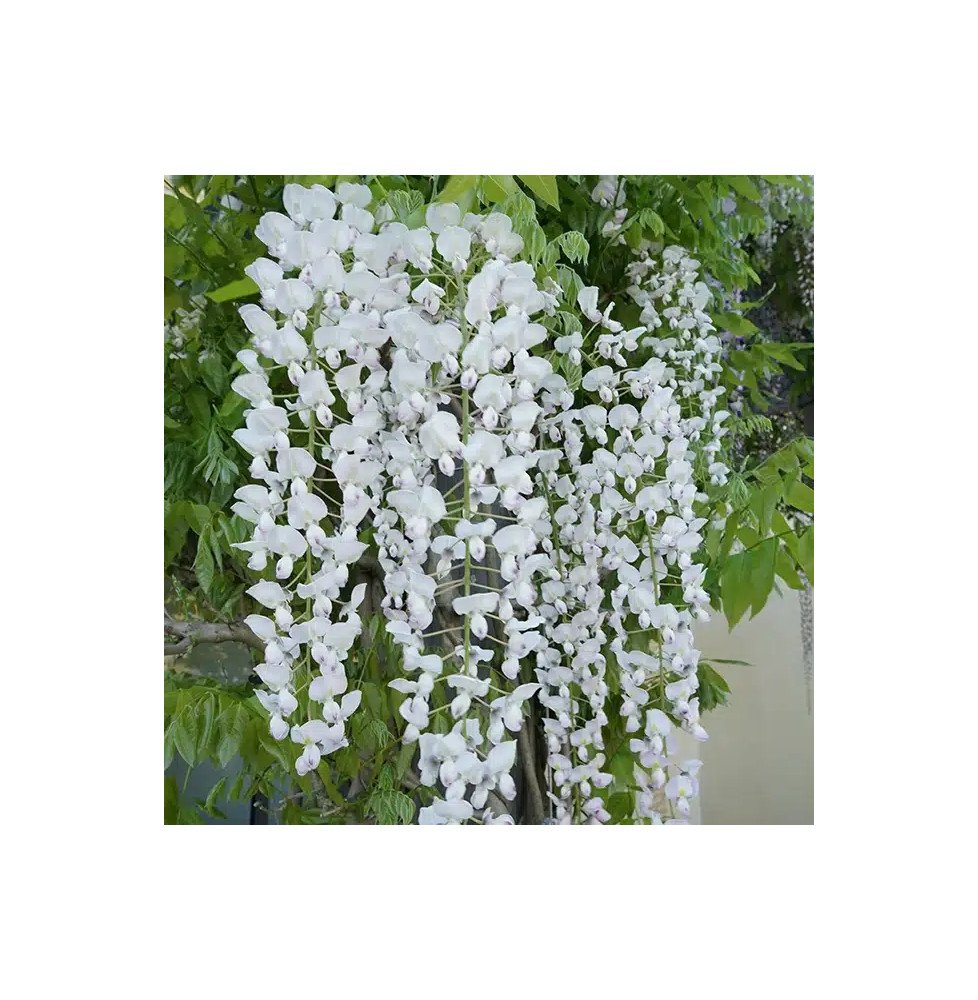 Pépinières Français PF_Glycine-du Glycine du Japon 'Alba' - wisteria floribunda
