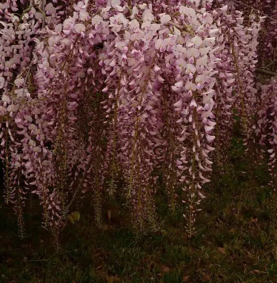 Pépinières Français PF_Glycine-du32 Glycine du Japon 'Honbeni' ('Pink Ice') - wisteria floribunda