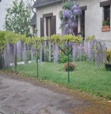 Pépinières Français PF_Glycine-du40 Glycine du Japon 'Macrobotrys' - wisteria floribunda