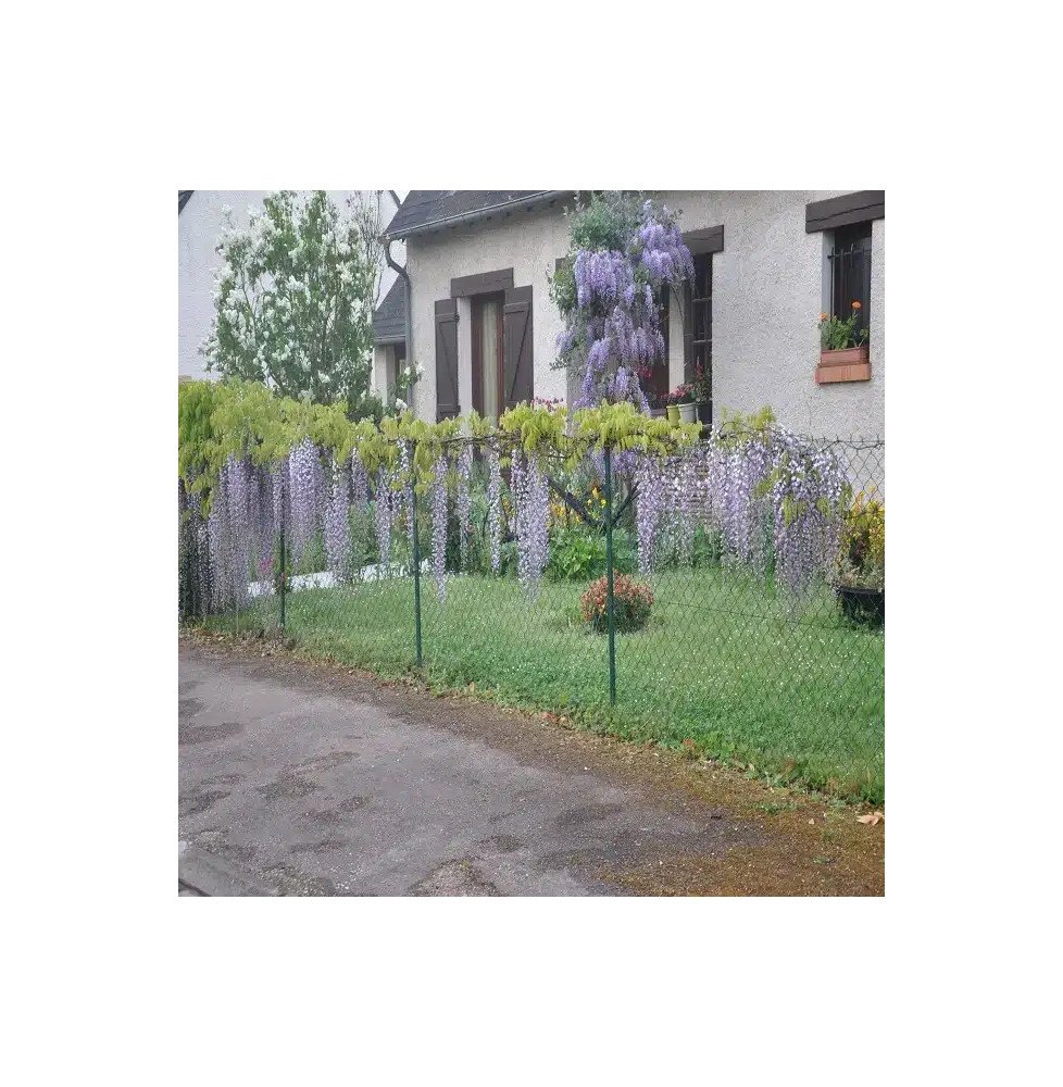 Pépinières Français PF_Glycine-du40 Glycine du Japon 'Macrobotrys' - wisteria floribunda