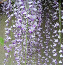 Pépinières Français PF_Glycine-du40 Glycine du Japon 'Macrobotrys' - wisteria floribunda