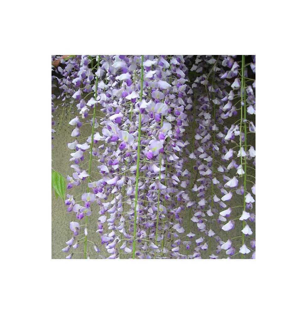 Pépinières Français PF_Glycine-du40 Glycine du Japon 'Macrobotrys' - wisteria floribunda