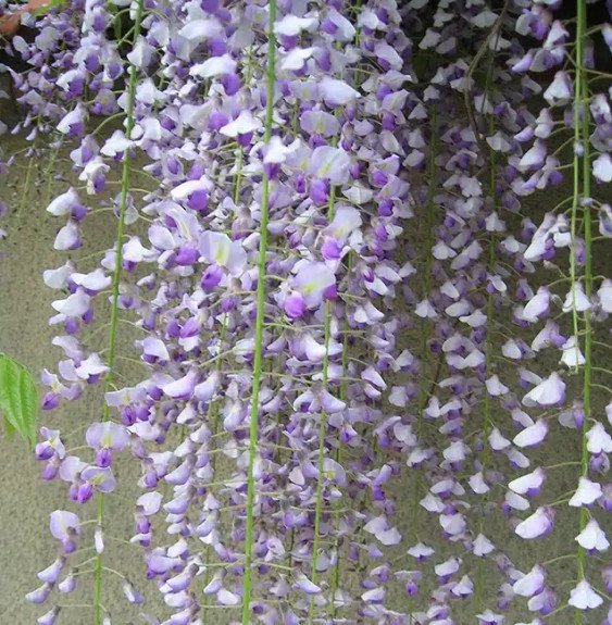 Pépinières Français PF_Glycine-du40 Glycine du Japon 'Macrobotrys' - wisteria floribunda
