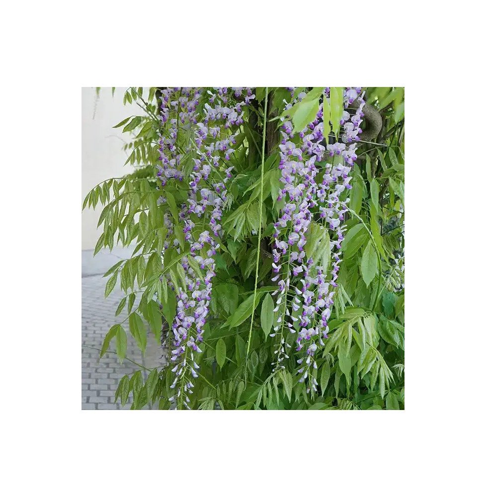 Pépinières Français PF_Glycine-du40 Glycine du Japon 'Macrobotrys' - wisteria floribunda