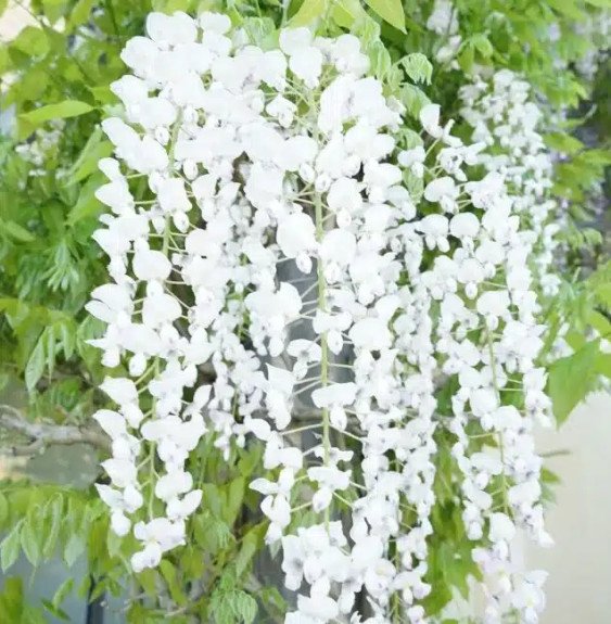 Pépinières Français PF_Glycine-du44 Glycine du Japon 'Snow Showers' - wisteria floribunda