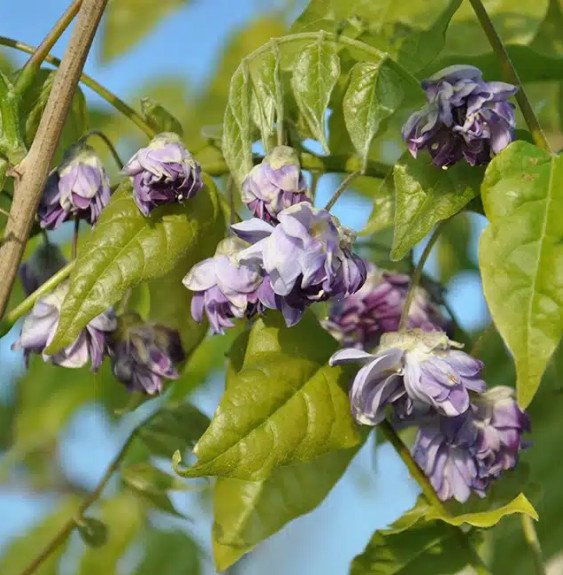 Pépinières Français PF_Glycine-du2 Glycine du Japon 'Violacea Plena' - wisteria floribunda