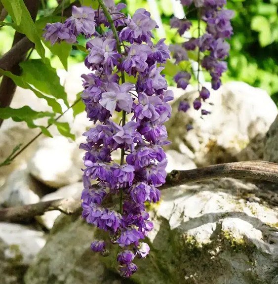 Pépinières Français PF_Glycine-du2 Glycine du Japon 'Violacea Plena' - wisteria floribunda