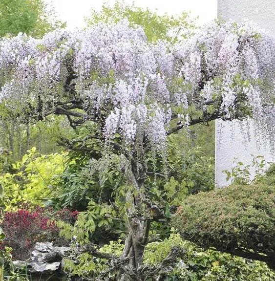Pépinières Français PF_Glycine-du4 Glycine du Japon - wisteria floribunda