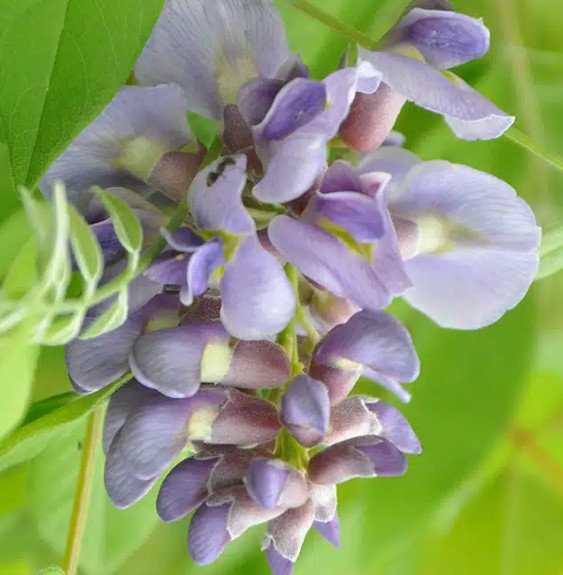 Pépinières Français PF_Glycine-dA Glycine d’Amérique ‘Amethyst Falls’ - wisteria frutescens