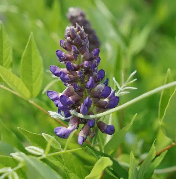 Pépinières Français PF_Glycine-dA Glycine d’Amérique ‘Amethyst Falls’ - wisteria frutescens