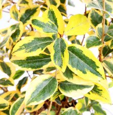 Pépinières Français PF_ELAEAGNUS72 ELAEAGNUS x ebbingeii ‘Gilt Edge’ / Chalef 'Gilt Edge'