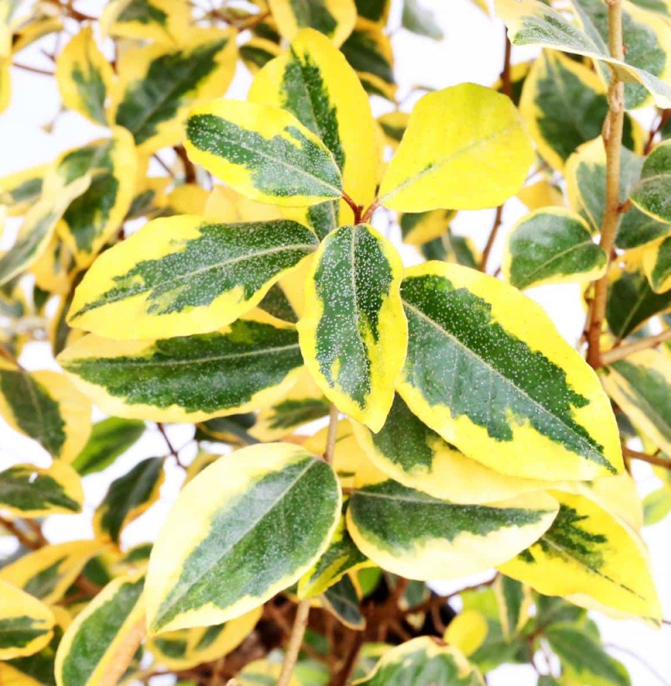 Pépinières Français PF_ELAEAGNUS72 ELAEAGNUS x ebbingeii ‘Gilt Edge’ / Chalef 'Gilt Edge'