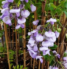 Pépinières Français PF_Glycine-gr4 Glycine gracieuse ‘Okayama’ - wisteria venusta - wisteria brachybotrys