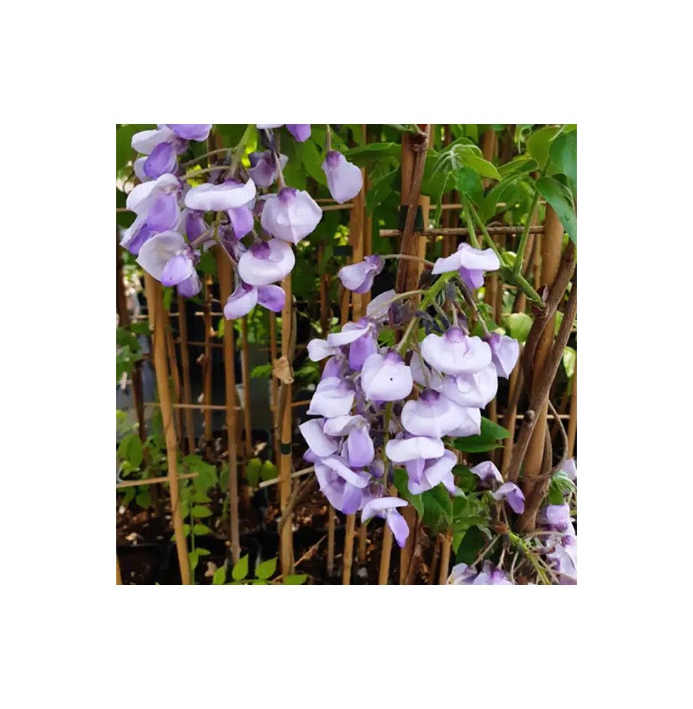 Pépinières Français PF_Glycine-gr4 Glycine gracieuse ‘Okayama’ - wisteria venusta - wisteria brachybotrys