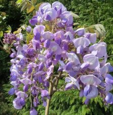 Pépinières Français PF_Glycine-gr4 Glycine gracieuse ‘Okayama’ - wisteria venusta - wisteria brachybotrys