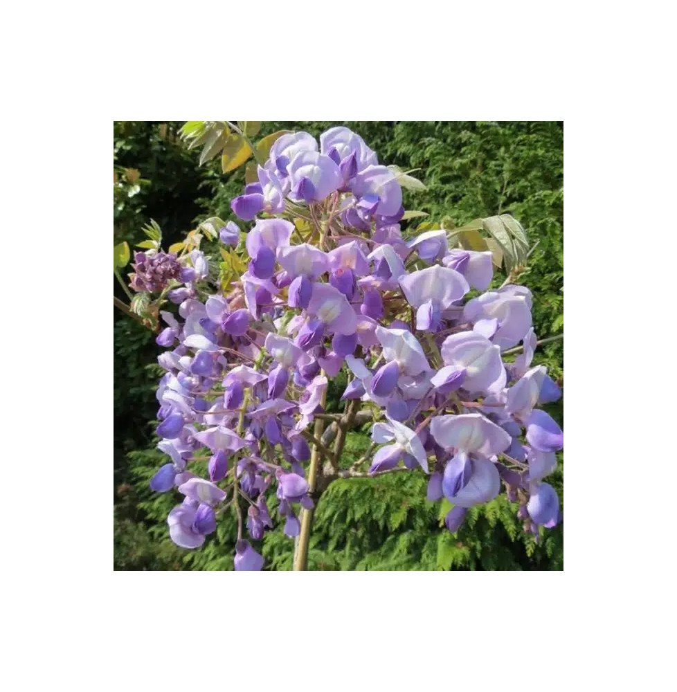 Pépinières Français PF_Glycine-gr4 Glycine gracieuse ‘Okayama’ - wisteria venusta - wisteria brachybotrys