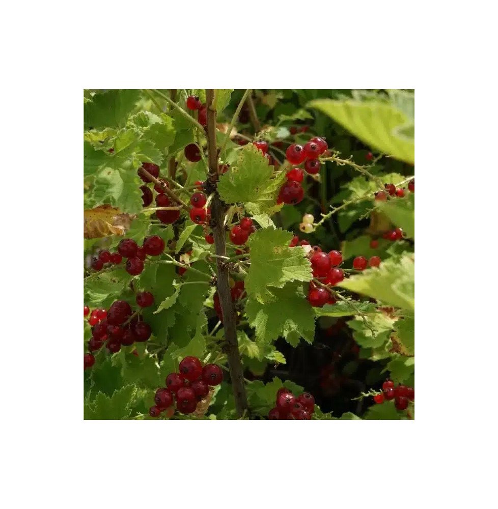 Pépinières Français PF_Groseillie Groseillier à grappes 'Jonkheer Van Tets' - ribes rubrum