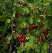 Pépinières Français PF_Groseillie Groseillier à grappes 'Jonkheer Van Tets' - ribes rubrum