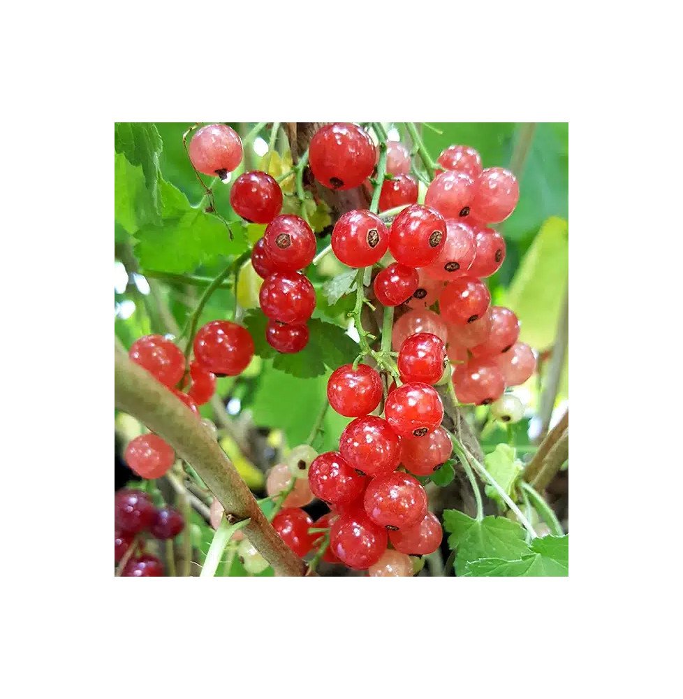 Pépinières Français PF_Groseillie Groseillier à grappes 'Jonkheer Van Tets' - ribes rubrum