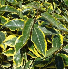 Pépinières Français PF_ELAEAGNUS72 ELAEAGNUS x ebbingeii ‘Gilt Edge’ / Chalef 'Gilt Edge'