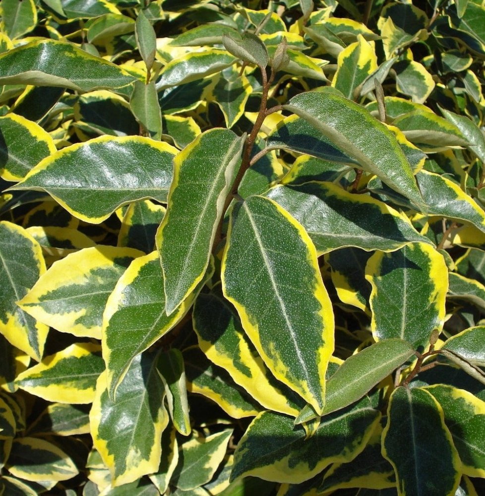 Pépinières Français PF_ELAEAGNUS72 ELAEAGNUS x ebbingeii ‘Gilt Edge’ / Chalef 'Gilt Edge'