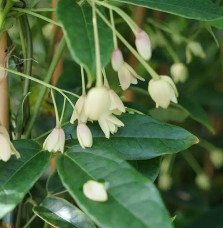 Pépinières Français PF_Holboellia Holboellia coriacea - Vigne Bleue de Chine