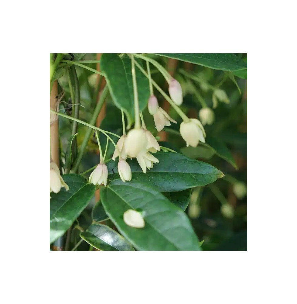 Pépinières Français PF_Holboellia Holboellia coriacea - Vigne Bleue de Chine