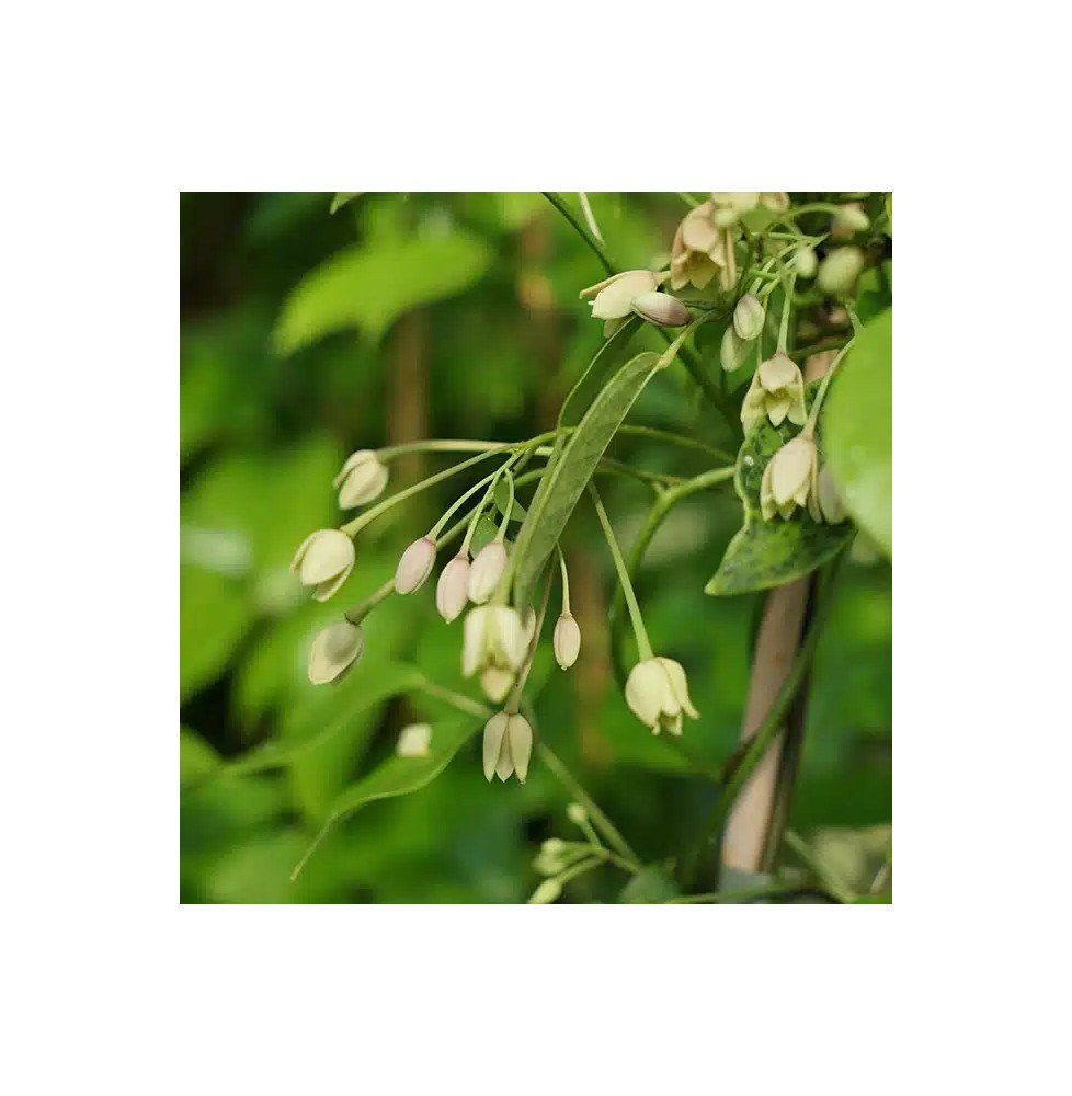 Pépinières Français PF_Holboellia Holboellia coriacea - Vigne Bleue de Chine