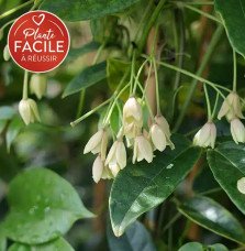 Pépinières Français PF_Holboellia Holboellia coriacea - Vigne Bleue de Chine
