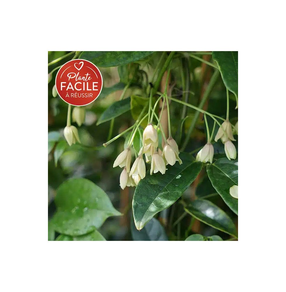 Pépinières Français PF_Holboellia Holboellia coriacea - Vigne Bleue de Chine