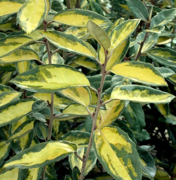 Pépinières Français PF_ELAEAGNUS0 ELAEAGNUS x ebbingeii ‘Limelight’ / Chalef 'Limelight'