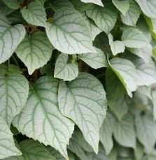 Pépinières Français PF_Hortensia3 Hortensia grimpant du Japon 'Moonlight' - schizophragma