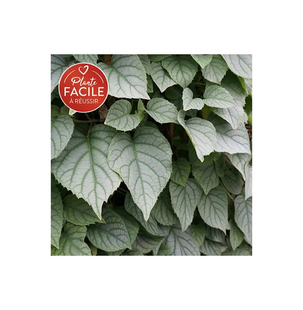 Pépinières Français PF_Hortensia3 Hortensia grimpant du Japon 'Moonlight' - schizophragma