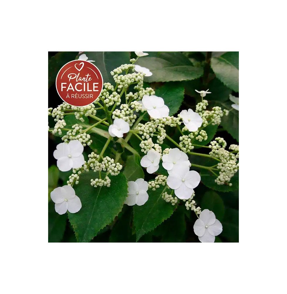 Pépinières Français PF_Hortensia40 Hortensia grimpant SEMIOLA® 'Inovalaur' - hydrangea anomala