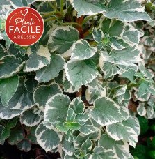 Pépinières Français PF_Hortensia7 Hortensia grimpant Silver Lining® - hydrangea anomala