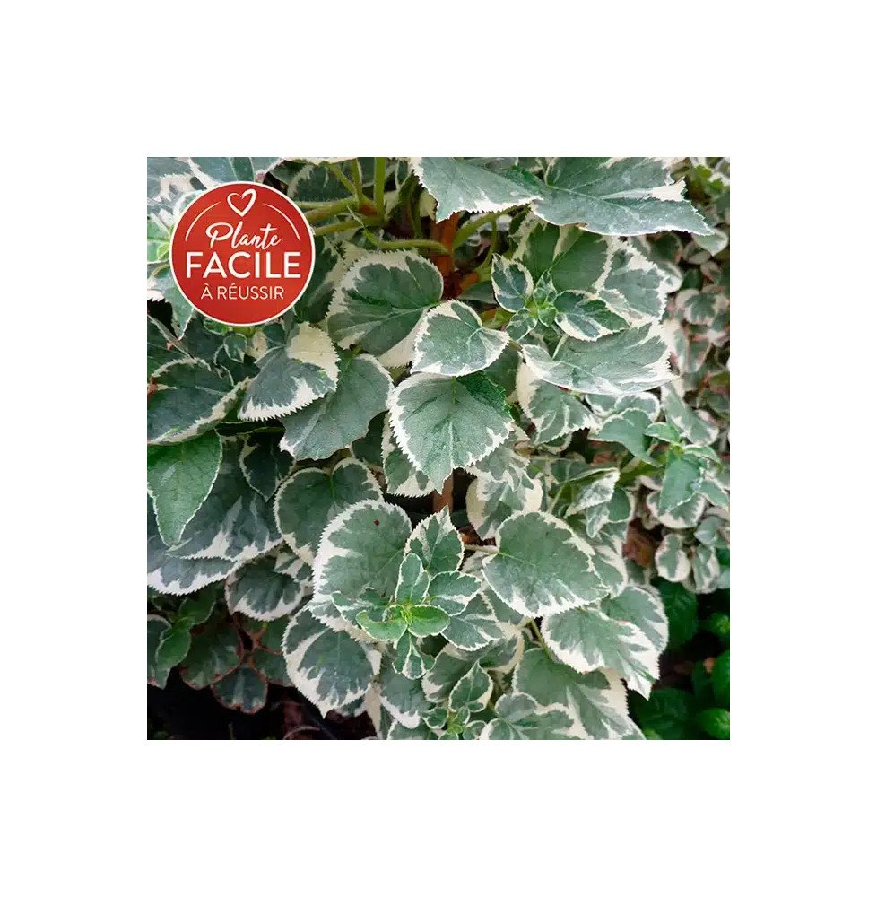 Pépinières Français PF_Hortensia7 Hortensia grimpant Silver Lining® - hydrangea anomala