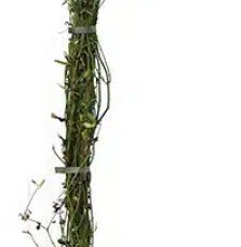 Pépinières Français PF_Jasmin-bla Jasmin blanc officinal - jasminum officinalis
