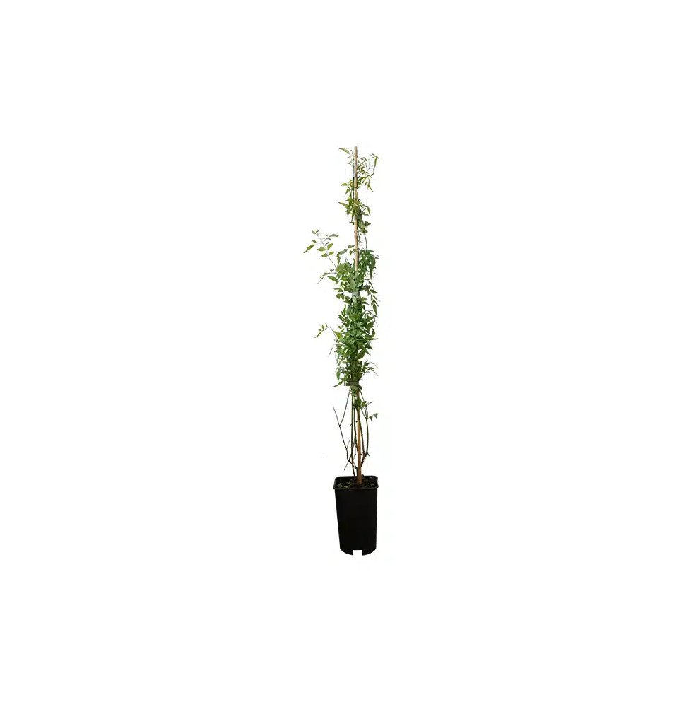 Pépinières Français PF_Jasmin-bla Jasmin blanc officinal - jasminum officinalis