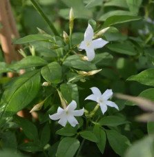 Pépinières Français PF_Jasmin-bla Jasmin blanc officinal - jasminum officinalis